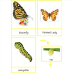 Montessori Butterfly Pack