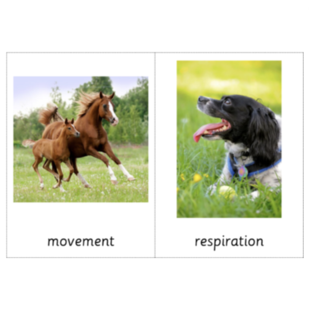 Montessori Tree Nomenclature 3-Part Cards – Rumi Montessori
