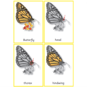 Montessori Butterfly Nomenclature 3-Part Cards