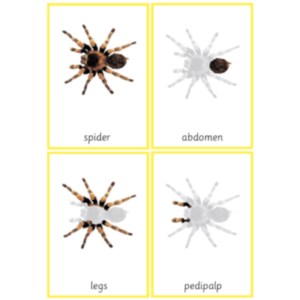 Montessori Spider Nomenclature 3-Part Cards